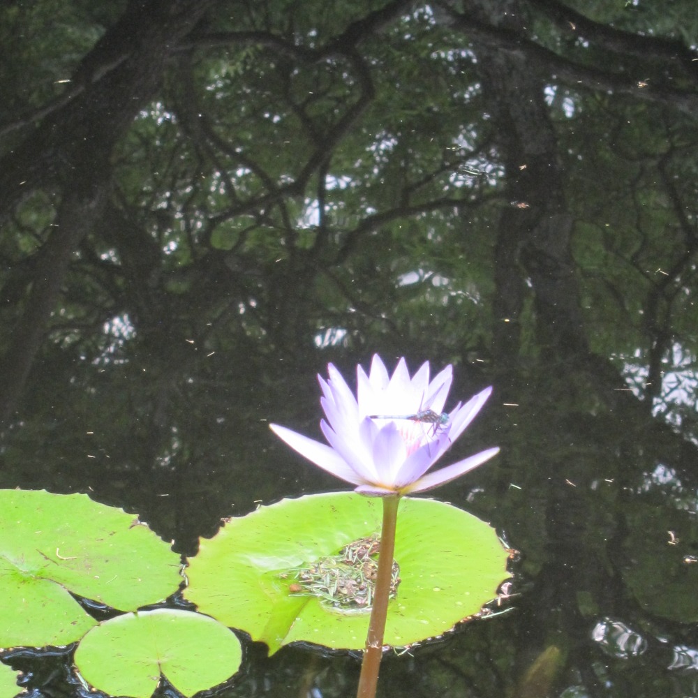 Meet your Posher, Peg